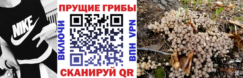 где можно купить Анжеро-Судженск Псилоцибиновые грибы Psilocybine cubensis